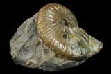 Fossil Hoploscaphites Ammonite - South Dakota #131221-1